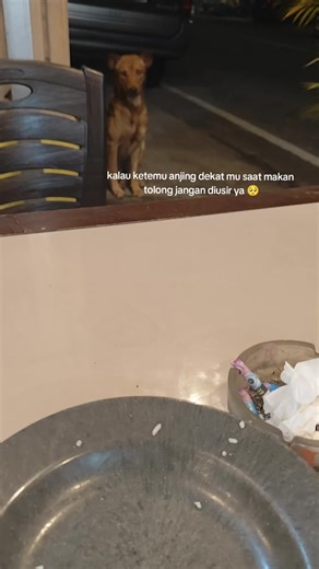 Anjing Lapar Butuh Perhatian: Ajakan untuk Peduli