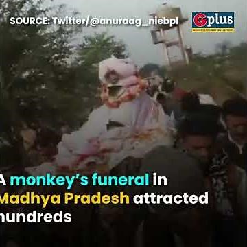 A Monkey's Funeral in Madhya Pradesh Attracted hundreds | G Plus