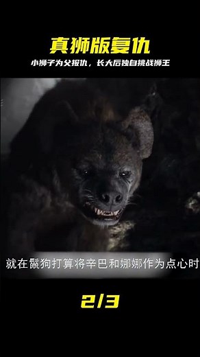 真獅版《獅子王》，小獅子為給父親報仇，長大后單挑獅群之王 #狮子王 #真狮版 #狮子王复仇 #动画解说 #单挑狮王