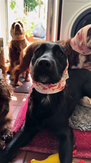 Griff now has his own snood 🥰 Snoods from @The Snoodery #spanielears #snoods #cockerspaniel #sprockerspaniel #spaniel #spanielpuppy #puppy