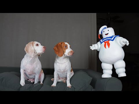 Dogs battle giant and mini marshmallows in funny fight