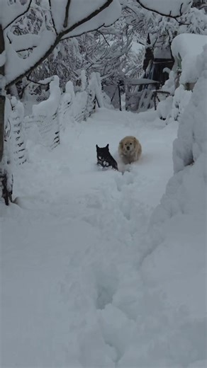 Remember winter joy? In a Romanian village where time coagulates like honey in a forgotten jar, two small dogs detonate the stillness of fresh snow that rises above their stunted legs like an indifferent ocean. One is the color of burnt caramel under a timid sun, the other a black smudge against the immaculate white, slightly larger, slightly bolder, both delirious with the kind of ecstasy that cannot be purchased or posed. They plunge, vanish, erupt again, as if tunneling through a dream the Ca