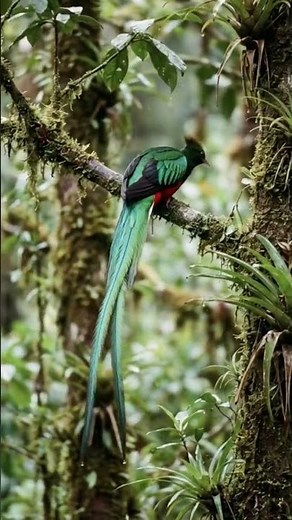 Resplendent Quetzal 鳳尾綠咬鵑 (中南美最美鳥類）