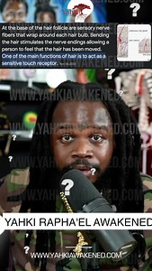 Yahki Rapha Elohim on Instagram: "YOUR HAIR IS AN EXTENSION OF YOUR PERIPHERAL NERVOUS SYSTEM❗️ IF YOUR LOSING HAIR ON THE OUTSIDE OF YOUR BODY THIS MEAN YOUR MISSING HAIR ON THE INSIDE OF YOUR BODY…. The Hair On The Inside Of Your Body Plays A MAJOR ROLE In Every Sensory Mechanism & Functioning That Connects You To Your Environment❗️ Importance Of The Black Man And Woman HAIR!!! ITS CONNECTION TO THE ENVIRONMENT In Our Culture 🪘 WE EMBRACE THE HAIR OUR CREATOR BLESSED US WITH! ON EVERY PART OF