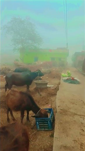 #video short term memory