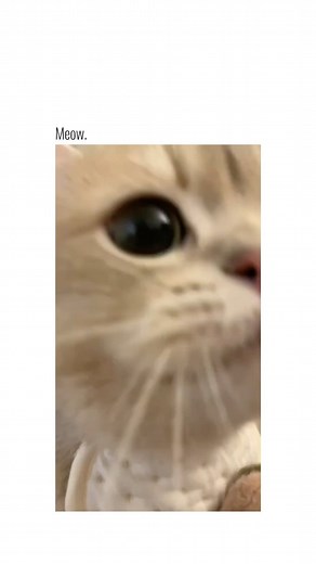 DailyAnimalReels | Funny / Cute Animal Content on Instagram: "Follow @daily.animal.reels for more! 🫶 via @meow_cash #cat #cats #catsofinstagram #catlover #catlife #catlovers #cats_of_world #catlove #cute #cutecat #cutecats #cuteanimals #catmemes #animal #animals #animallovers #reels #reelsinstagram #reelsvideo #reel"