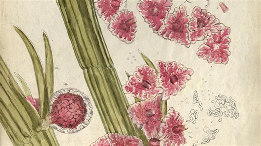 Cornelius Varley and his Patent Graphic Telescope | WHYY