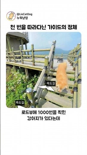지도에 1000번 찍힌 가이드의 정체 (감동주의)