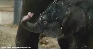 Welcome, Nelson! 💕🐘 This 326-pound Asian elephant calf was born at the Houston Zoo Tuesday morning -- but not without a scare. He had to have emergency surgery, but the veterinary team is cautiously optimistic he will make a full recovery. https://bit.ly/2zxEiyR | FOX6 News Milwaukee