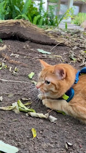 ekekekekeke 🐱🐱🐱 #animaisengraçados #funny #animais