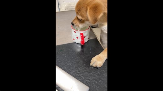 Dog Drinks Milk