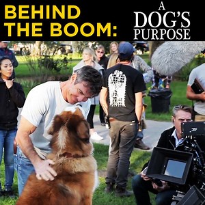 207K views · 1K reactions | Boom's best friend  | Deity Microphones | Facebook