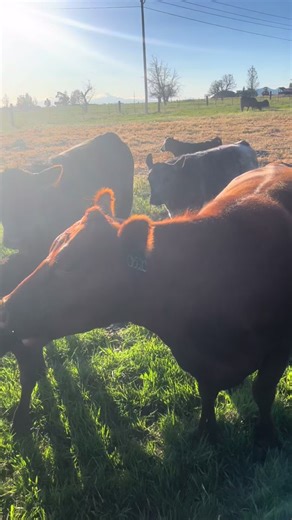 #farmerfran im trying to yell at them more verbal abuse will be practiced!