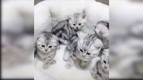 Whiskers and Giggles: Cute Cats Being Funny