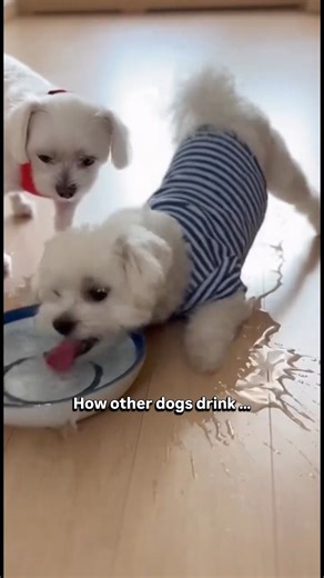 Pixie The Lhasa Princess on Instagram: "Meri bigdi Aulad 😅 How other dogs drink vs how my dog drinks water. Small dog attitude, Lhasa Apso problems, pet parent life 😌🐾 #bigdiaulad #lhasaapso #dogreels #petreels #dogattitude"