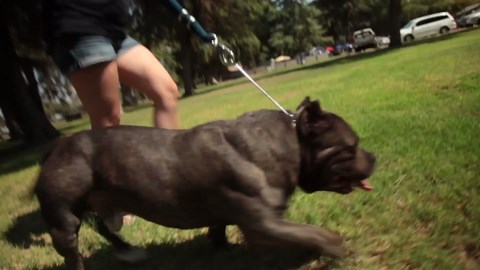 AMERICAN BULLY - CHUNKY