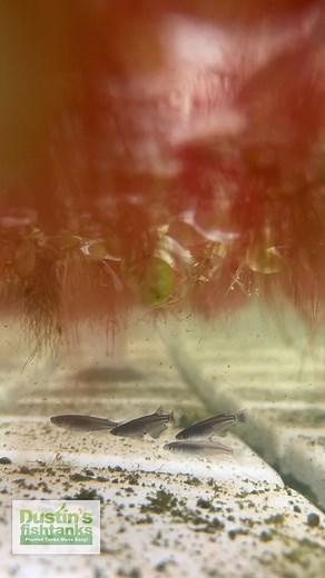 WHAT FISH is under our RED ROOT FLOATERS? This RANDOM LITTLE FISH hitchhiked its way with some plants that we received. We aren’t 100% sure what they are yet. Any thoughts? TANK ON! https://dustinsfishtanks.com/products/red-root-floater-wow-floating-plant-phyllanthus-fluitans . . . #babyfish #fishfry #baby #smallfish #fish #fishy #aquariumfish #freshwaterfish #catchingfish #nettingfish #dustinsfishtanks #tankon #aquarium #aquariums #aquascape #aquascaping #aquariumplants #scape #aquariumhobby #f