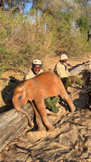 Blanket your loved ones in love! Little Kaikai, who is a particularly affectionate elephant, really subscribes to this philosophy. Keepers like Joseph and Mishak, seen here, are the only family she has ever known. She adores them — and they adore her! — Kaikai is one of the youngest orphans in our care. We rescued her in May, after her mother died of natural causes. It was an uphill battle, as is the case with neonates, but today she is absolutely thriving. Want to support Kaikai’s journey back