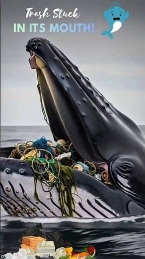 Cleaning Trash from a Humpback Whale’s Mouth#motherhood
