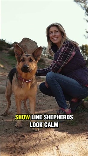 Not All German Shepherds Are the Same And Treating Them the Same Is HARMFUL