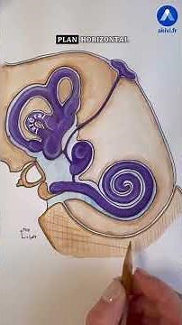 Anatomie de l'oreille interne #shorts