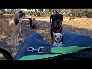 Taking Our Chihuahua To The Dog Park For The First Time