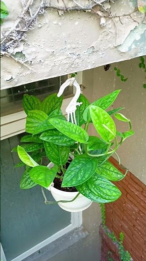Monstera Peru, also known as Monstera sp. Peru or Monstera karstenianum.