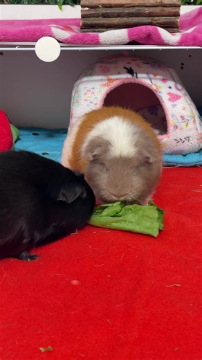 Breathing difficulty may indicate a sick guinea pig.