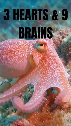 Informative |Octopus| #biology|#shorts #shortvideo