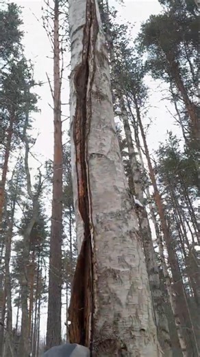 WHAT HAPPENED?! Massive crack in birch