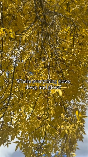 Golden season at Compass Rose Lodge  Call 385.279.4460 to book your stay with us  | Compass Rose Lodge | Facebook