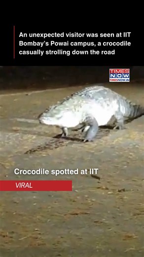 746K views · 1.5K reactions | A shocking sight at IIT Powai campus as an Indian Marsh Crocodile escaped from Padmavati Temple Lake and was seen roaming on the road. The incident, which took place on Sunday night, was captured on video and has gone viral. Forest Department and municipal authorities quickly responded to ensure public safety. #IITBombay #Mumbai #ViralVideo #TimesNow | TIMES NOW | Facebook