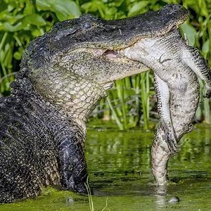 19K views · 165 reactions | Alligator Gulps Prey In America's National Park | Wild Animal World | Facebook