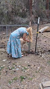 2M views · 27K reactions | Happy Easter! Spending some time with Millie and Pearl, for their morning milking routine. Wishing you a day full of peace and happiness #goatsmilk #dairyfarm #homestead | Mountain Spring Homestead | Facebook