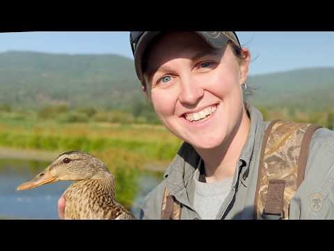 Duck Banding Explained
