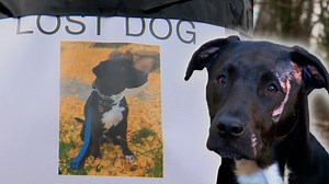 Astonishing animal rescues showcase courageous Americans in action