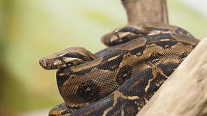 Close-up Common Boa Constrictor Terrarium Behind Stock Footage Video (100% Royalty-free) 3715622893 | Shutterstock