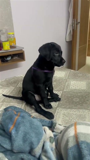 Labrador puppies #puppy #dog