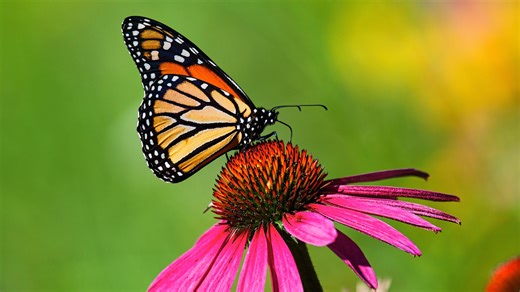 US butterfly population dropped 22% in 20 years, study shows