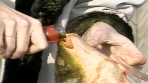 Loaning vacuums, handwalking across the street … you won’t believe what was illegal in the ‘80s