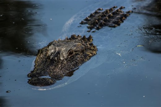 ‘Took his hand off:’ 9-foot alligator attacks man fishing in Florida