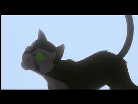 Felidae, o gato detetive