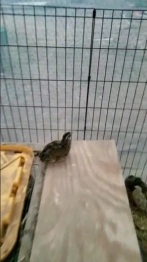 How to Introduce Quail #shorts #homesteading #quail #viralvideos