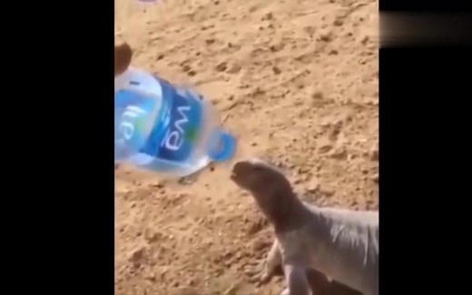 动物缺水接近死亡时给了它们一口水后的反应