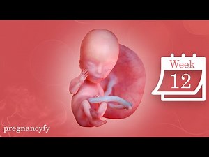 Stages of Pregnancy Week by Week (12 week baby bump)