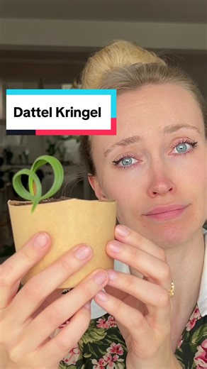 Dattelpflanzen ziehen: Tipps für gesundes Wachstum