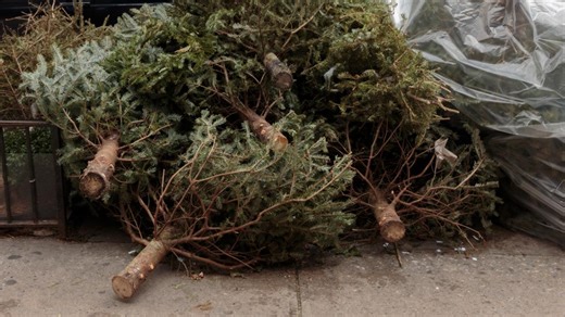 How to recycle your Christmas tree: Eco-friendly tips