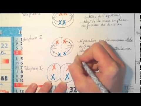 Schéma de la méiose