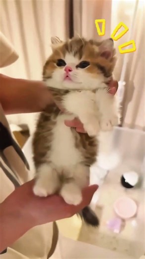 Kitten is saying hi to you #petcareprovider #catcare #haveitoldyoulatelythatiloveyou #cathealth