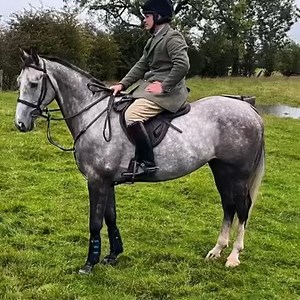 SMART HUNTER & QUALITY EVENT / SJ PROSPECT BY OBOS QUALITY Well Bred 16.1hh, 5 yo Gelding by OBOS Quality out of a Cruising Mare. Oscar is a quality young horse, he's a true genuine type, straightforward on the flat & to a fence. He has 3 good paces & a fantastic jump. He's been to Showjumping shows & XC schooling. He's been trail hunting a number of times proving to be sensible in the field & going off on his own. Oscar hacks alone & in company & he’s easy to do on the ground. He’s ready for a 